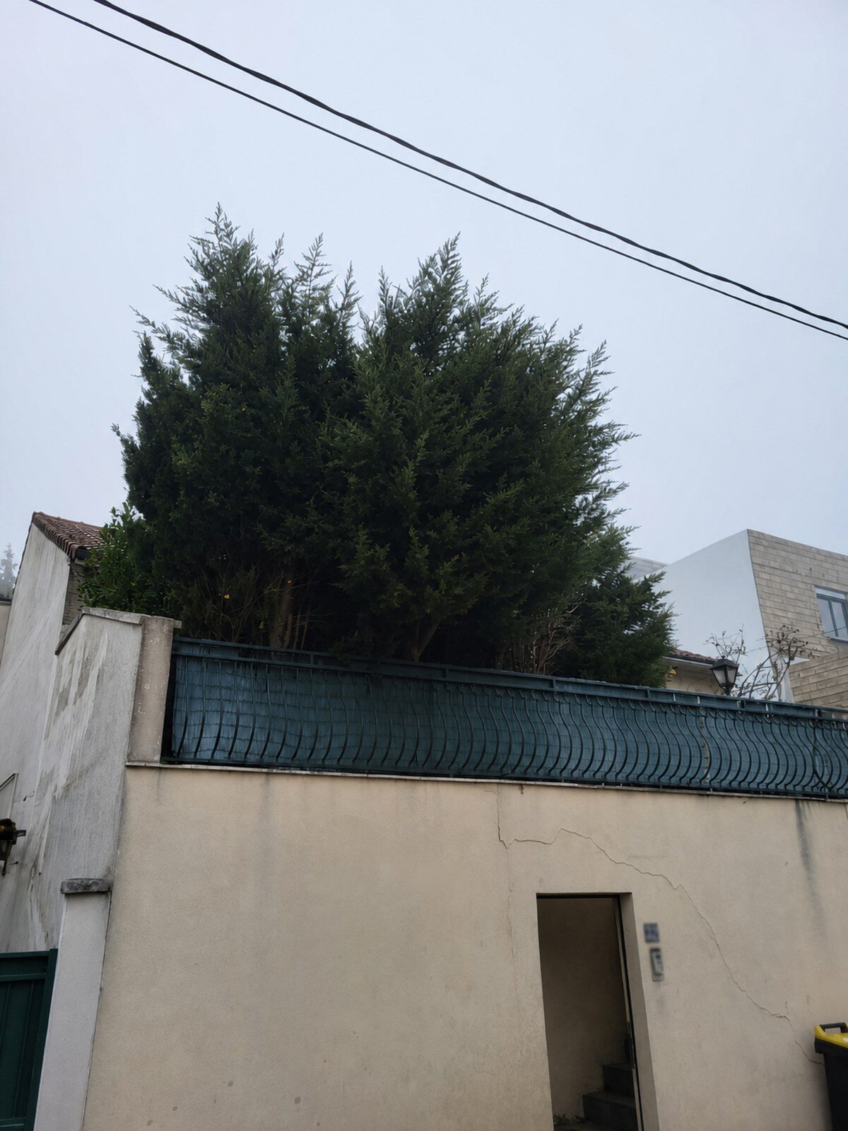 Conifère avant taille : volume large en surplomb du mur de clôture.