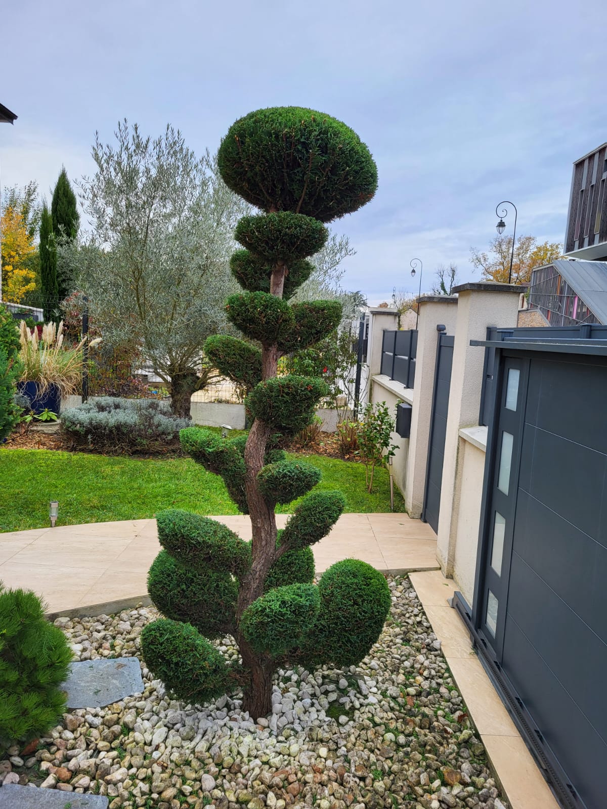 Le même conifère sculpté en plateaux successifs, tronc dégagé.