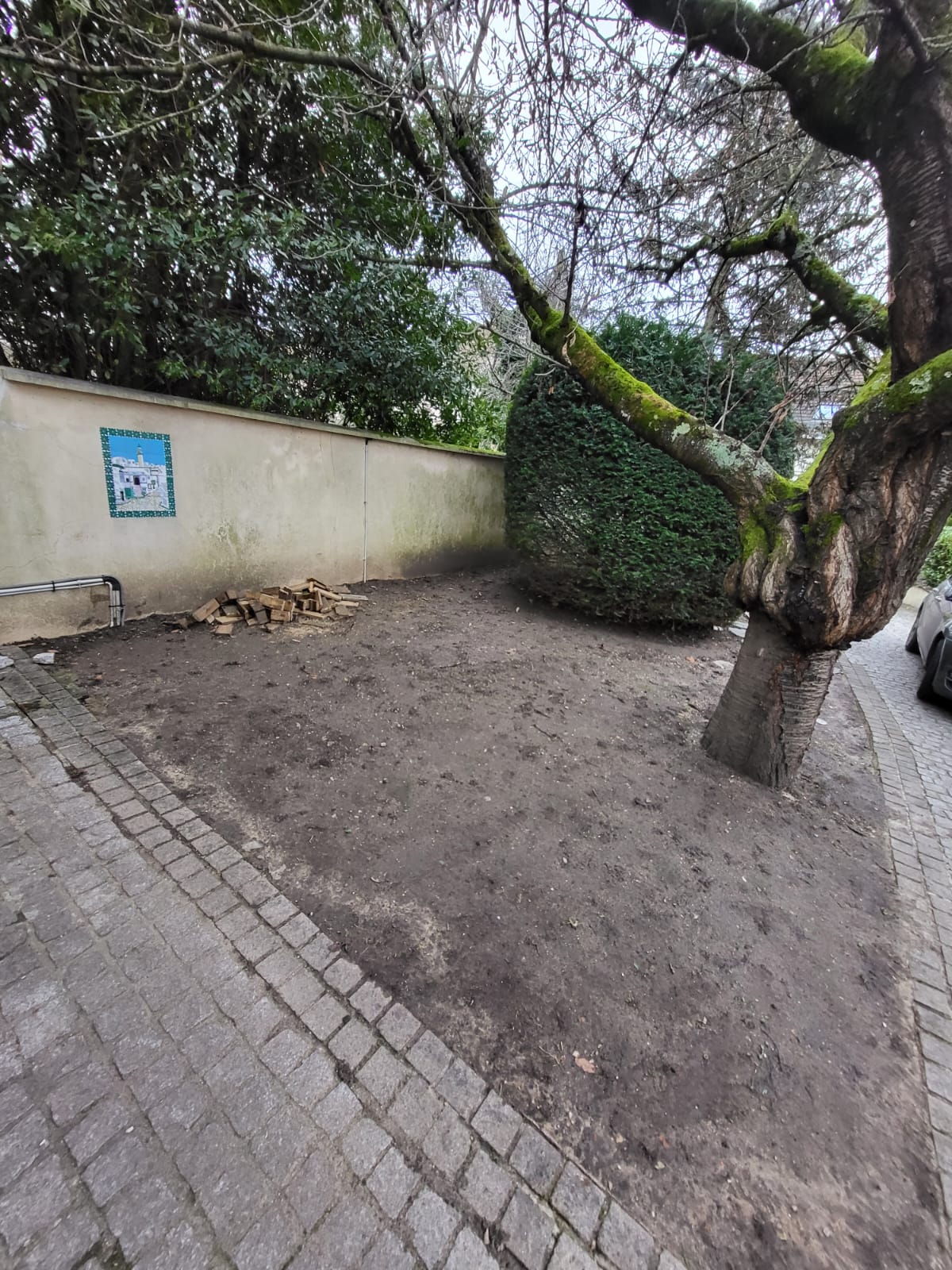 La cour avant travaux : terre nue autour de l’arbre, le long du même mur blanc.