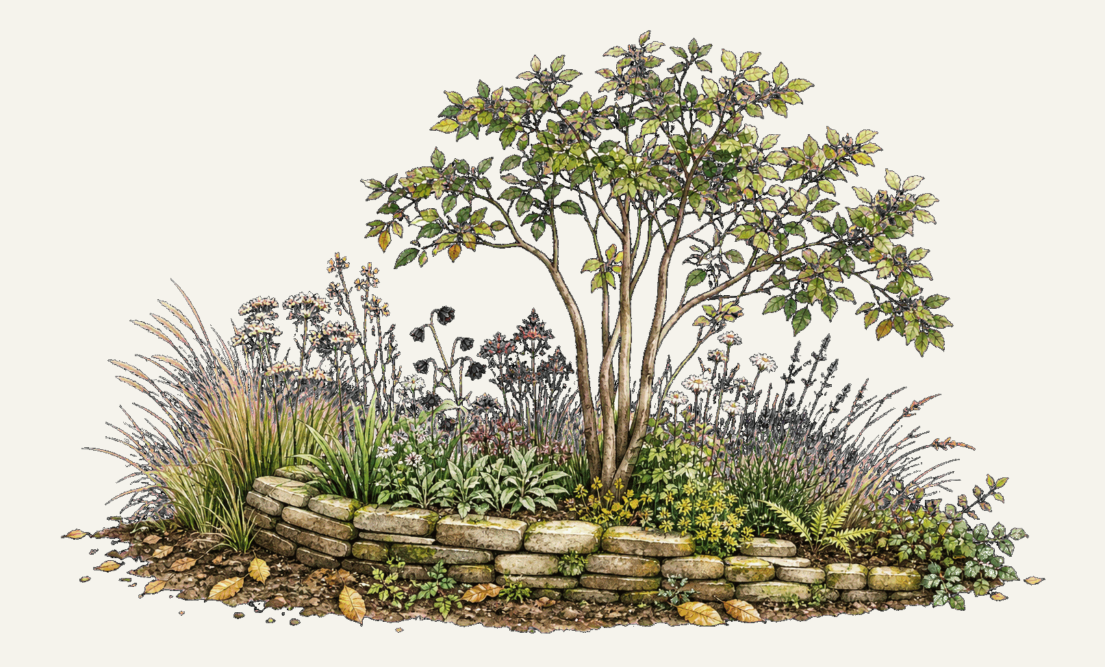 Dessin botanique animé d’un jeune arbre entouré de vivaces et de graminées