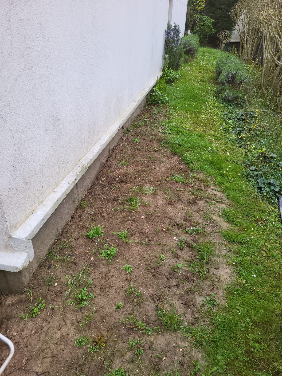 Bande de terre nue et d’herbe rase le long d’un mur blanc.