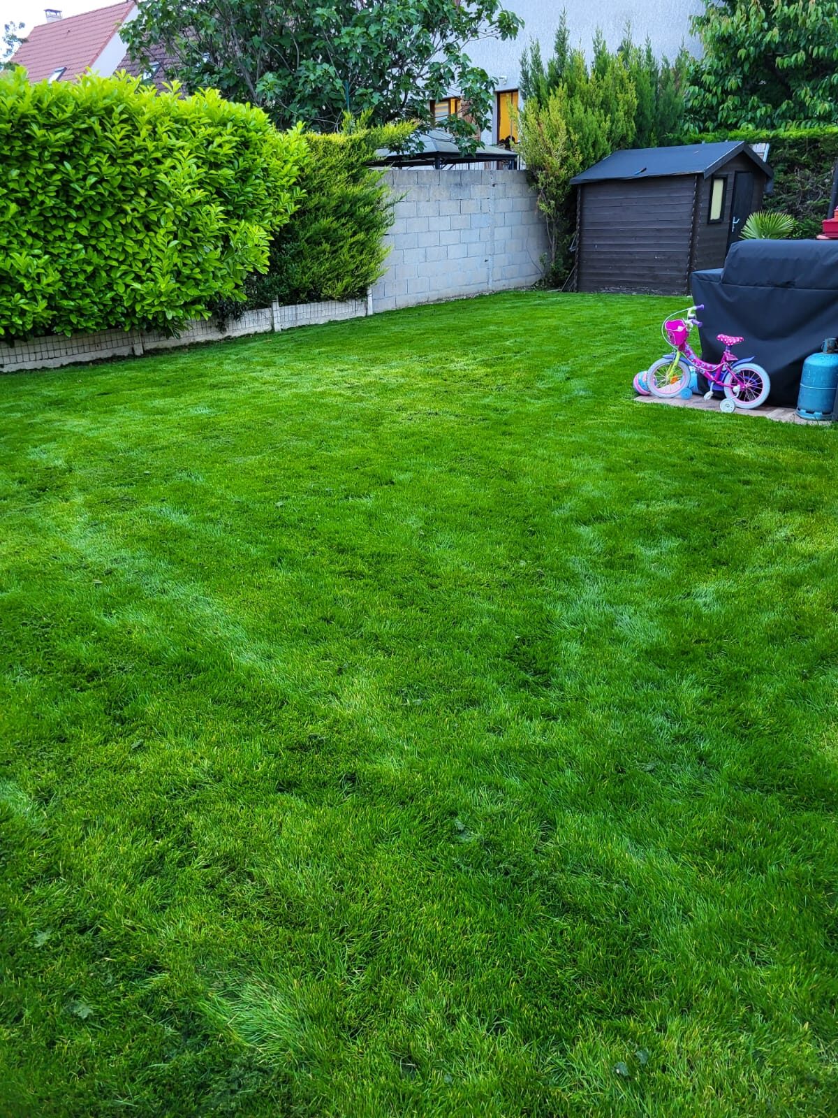 Le même fond de jardin après reprise : pelouse dense et régulière jusqu’aux haies.