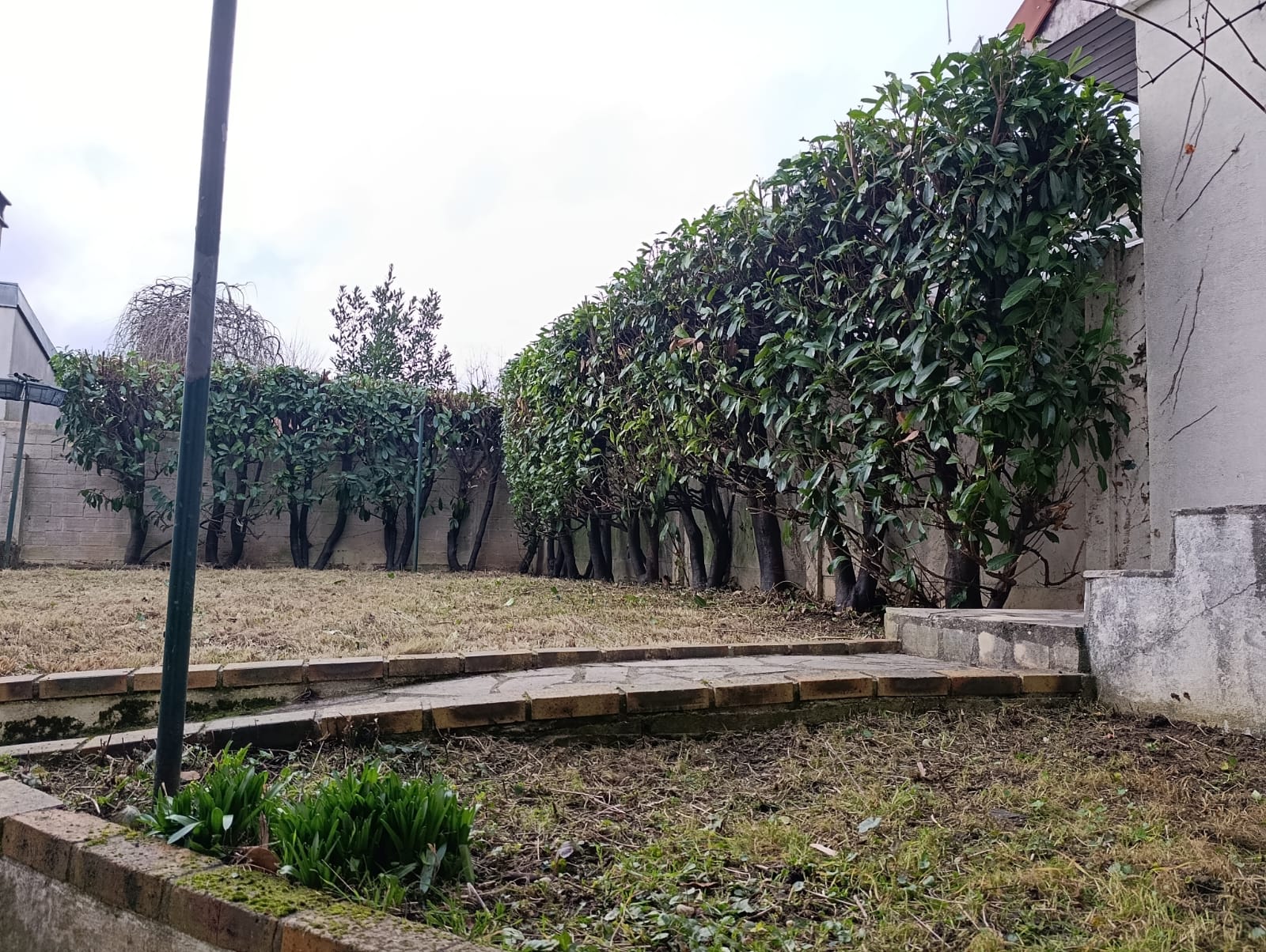 Le même jardin après débroussaillage et taille : sol assaini et haie structurée.